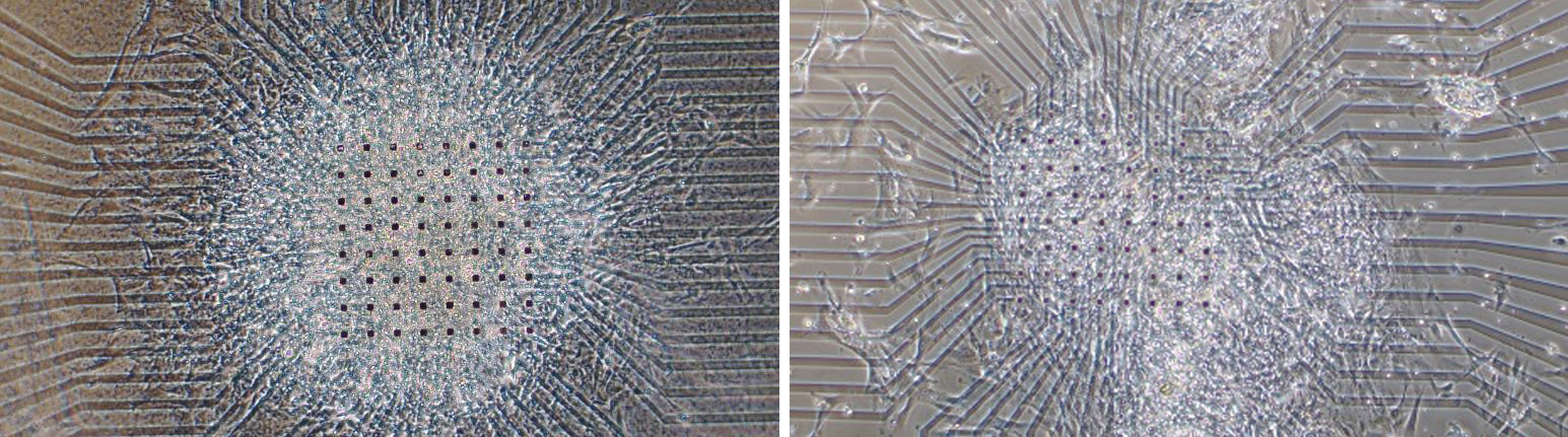 分化したｉＰＳ心筋細胞（左が微細塗布装置、右が手作業。中心に並ぶ点は電極）
©S. Chikae et al. Biotechnol. Bioeng. 2019, 116, 3136